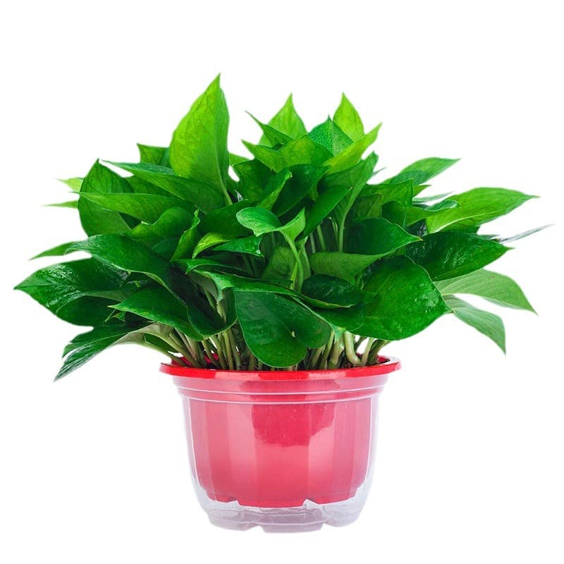 Pothos potted indoor plants, flowers, green plants, hydroponics, long vines, hanging large-leaf green baskets for new houses to absorb formaldehyde, Pothos 6