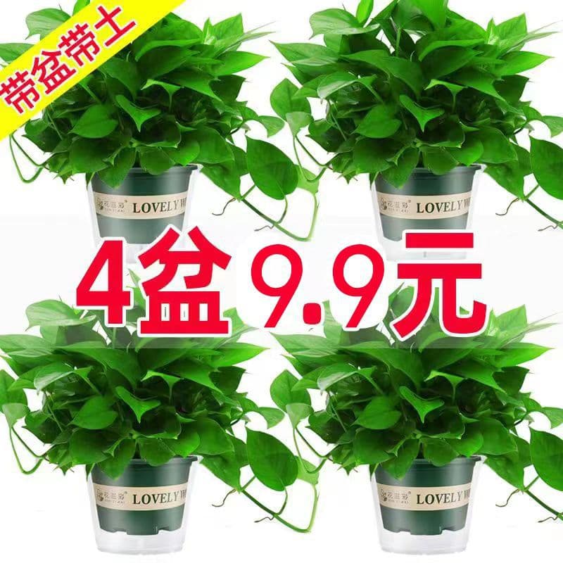 Pothos potted indoor plants, flowers, green plants, hydroponics, long vines, hanging large-leaf green baskets for new houses to absorb formaldehyde, Pothos 1
