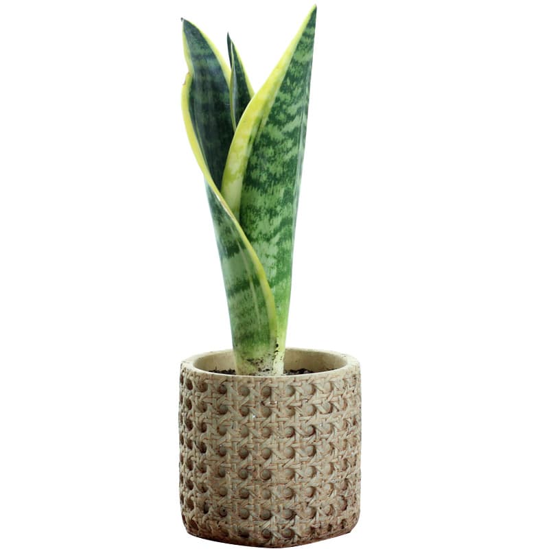European retro cement flowerpot Mediterranean indoor potted woven bamboo personalized creative green plant pot large size 6