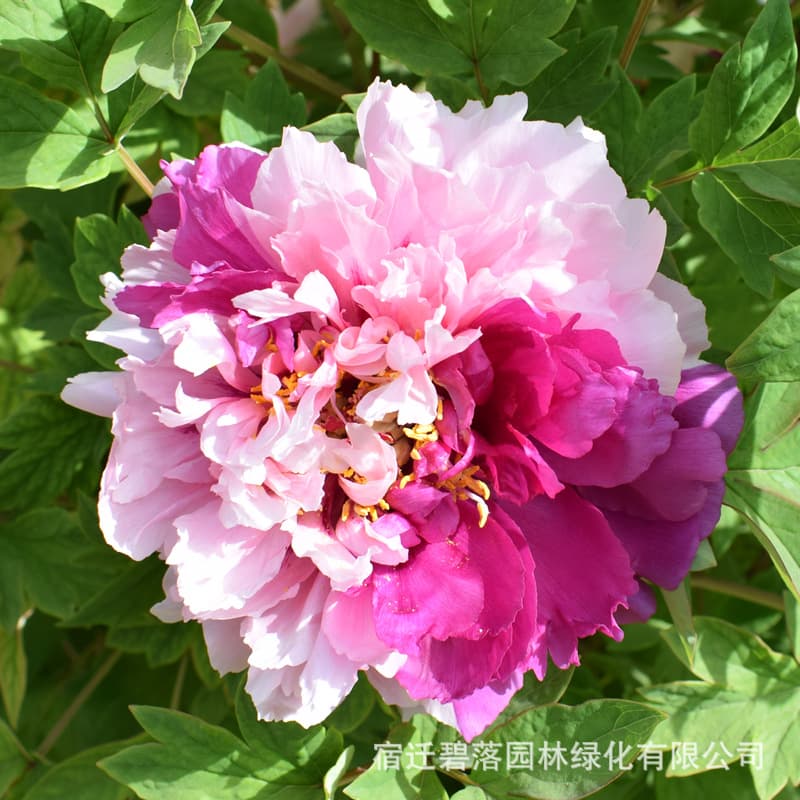 Luoyang peony seedlings, large seedlings, flower plants, indoor flowers, easy to grow potted plants, courtyard peony saplings, easy to grow green plants 5