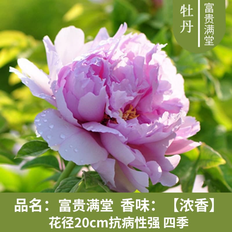 Luoyang peony seedlings, large seedlings, flower plants, indoor flowers, easy to grow potted plants, courtyard peony saplings, easy to grow green plants 7