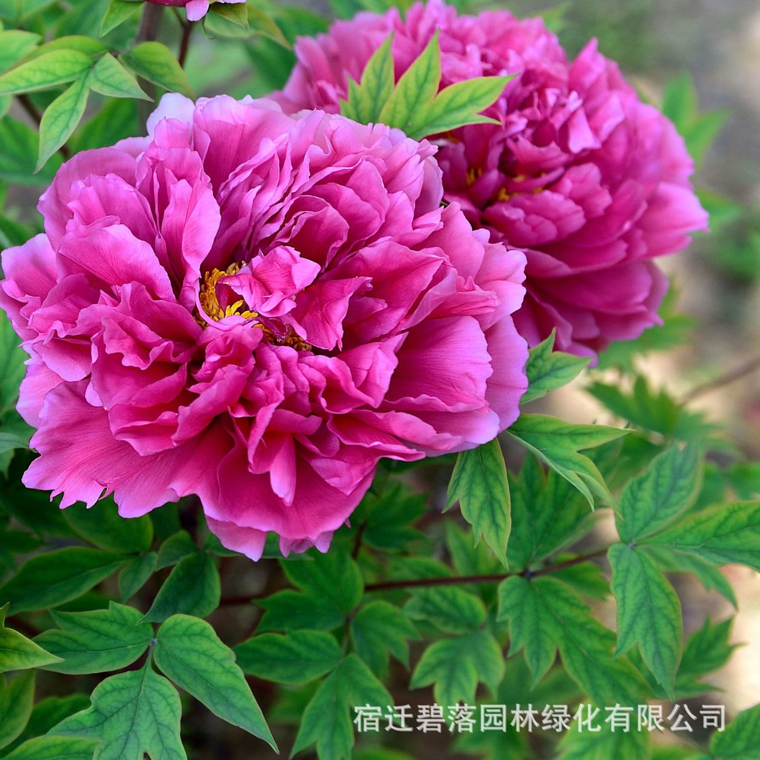 Luoyang peony seedlings, large seedlings, flower plants, indoor flowers, easy to grow potted plants, courtyard peony saplings, easy to grow green plants 1