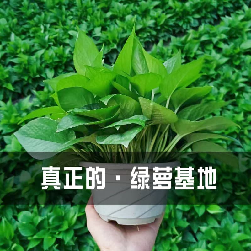 Green radish potted plants indoor absorb formaldehyde to purify the air long vine hanging new house hydroponic flowers and green plants large leaf green basket 3