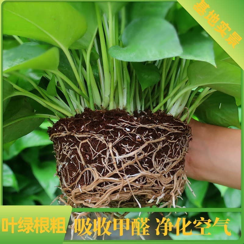 Green radish potted plants indoor absorb formaldehyde to purify the air long vine hanging new house hydroponic flowers and green plants large leaf green basket 5