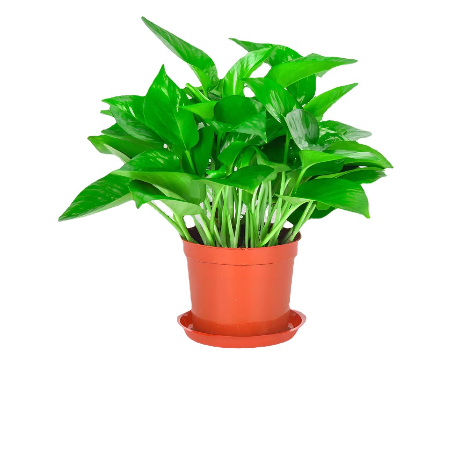 Green radish potted plants indoor absorb formaldehyde to purify the air long vine hanging new house hydroponic flowers and green plants large leaf green basket 6