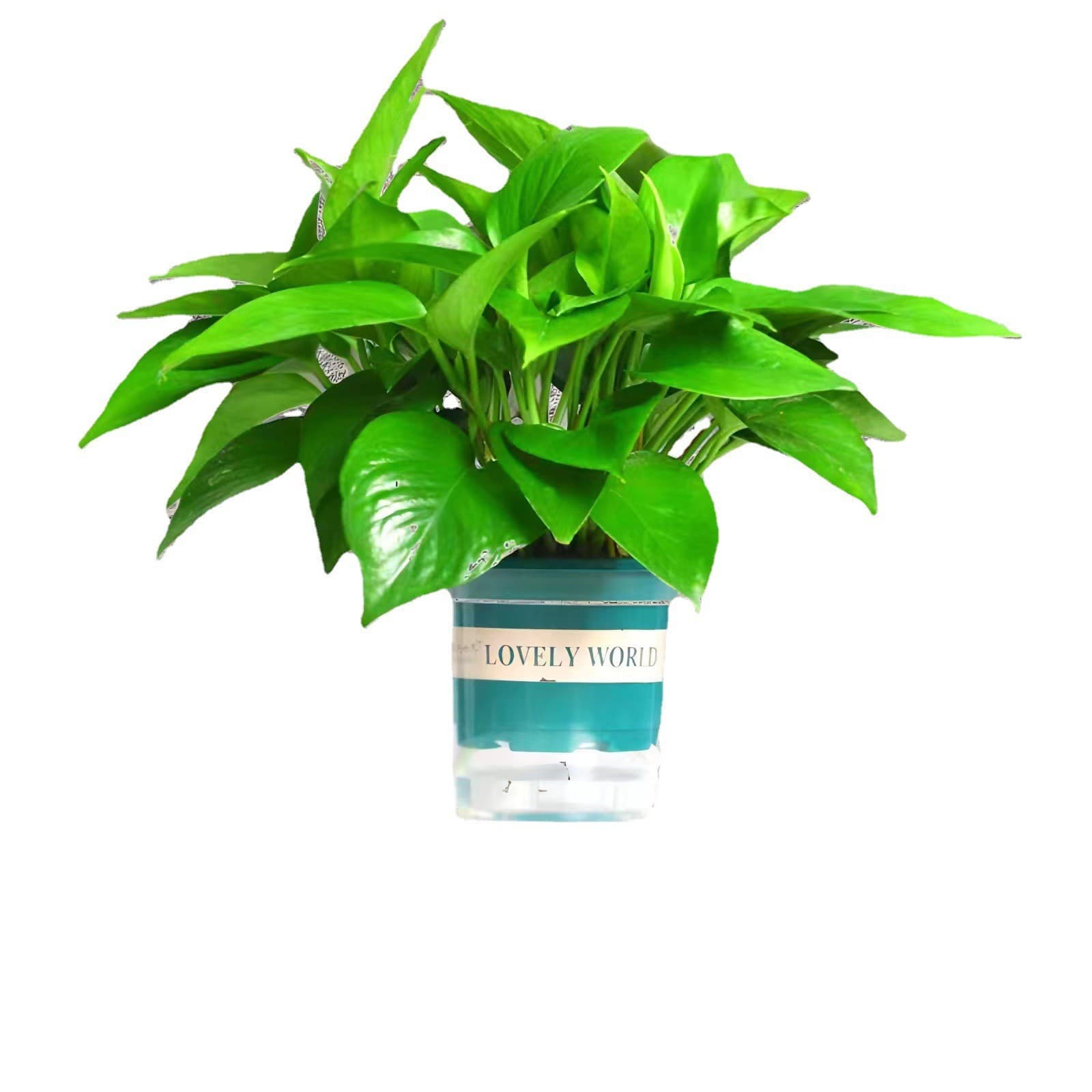 Green radish potted plants indoor absorb formaldehyde to purify the air long vine hanging new house hydroponic flowers and green plants large leaf green basket 10