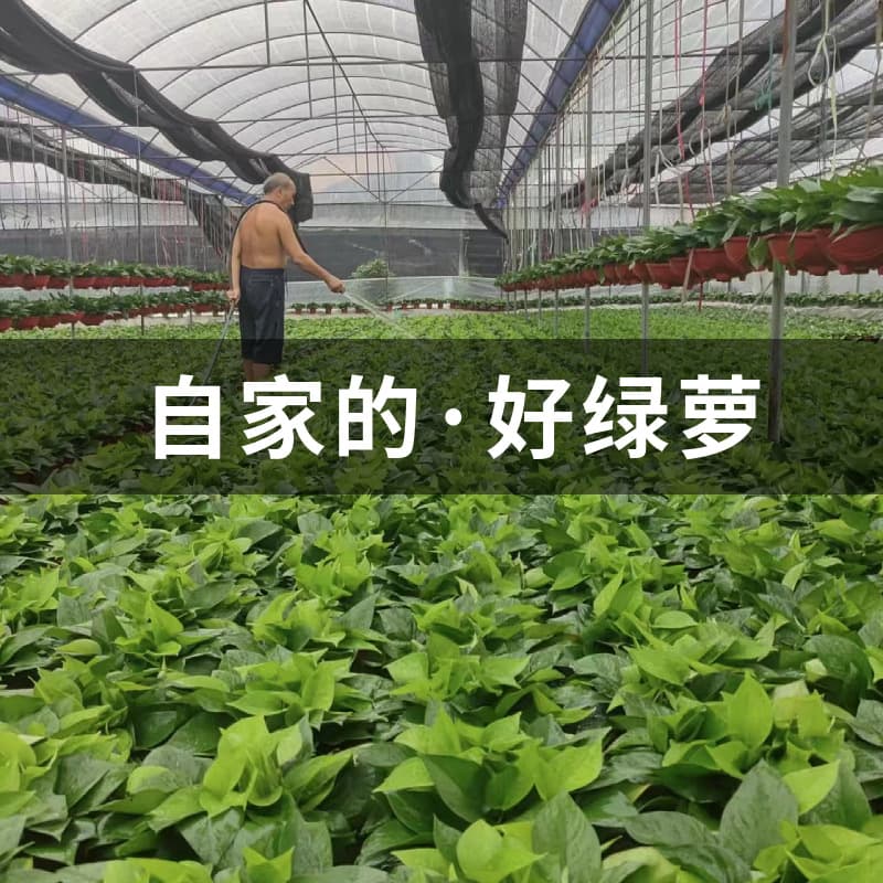 Green radish potted plants indoor absorb formaldehyde to purify the air long vine hanging new house hydroponic flowers and green plants large leaf green basket 1