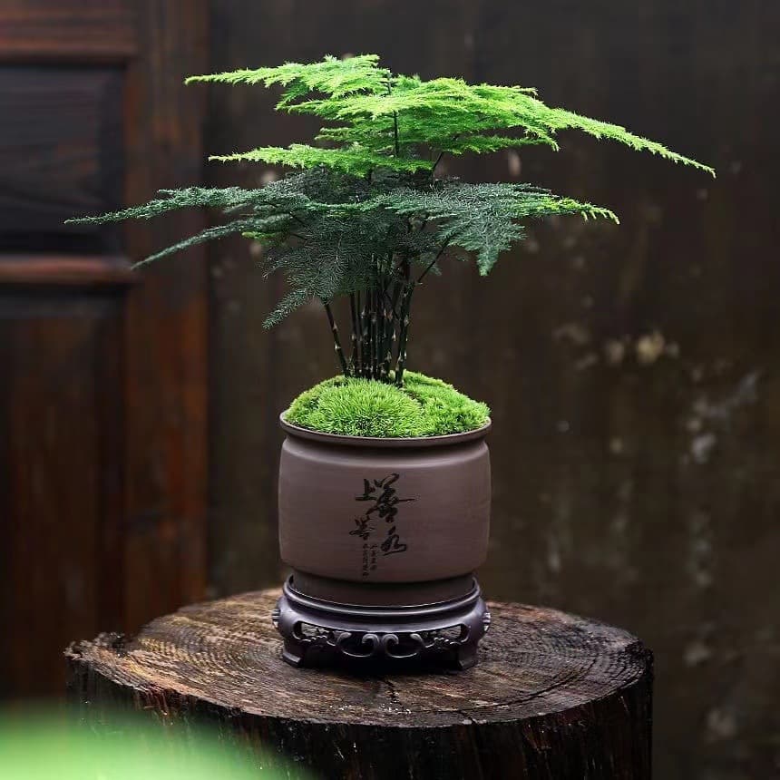 Asparagus potted indoor flower plants living room absorbs a certain aldehyde bonsai desk table evergreen small green plants easy to maintain 4