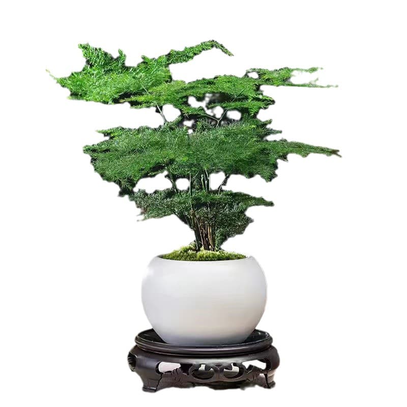 Asparagus potted indoor flower plants living room absorbs a certain aldehyde bonsai desk table evergreen small green plants easy to maintain 6