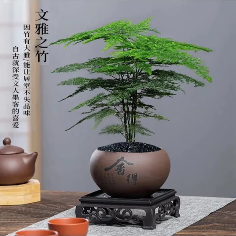 Asparagus potted indoor flower plants living room absorbs a certain aldehyde bonsai desk table evergreen small green plants easy to maintain 8
