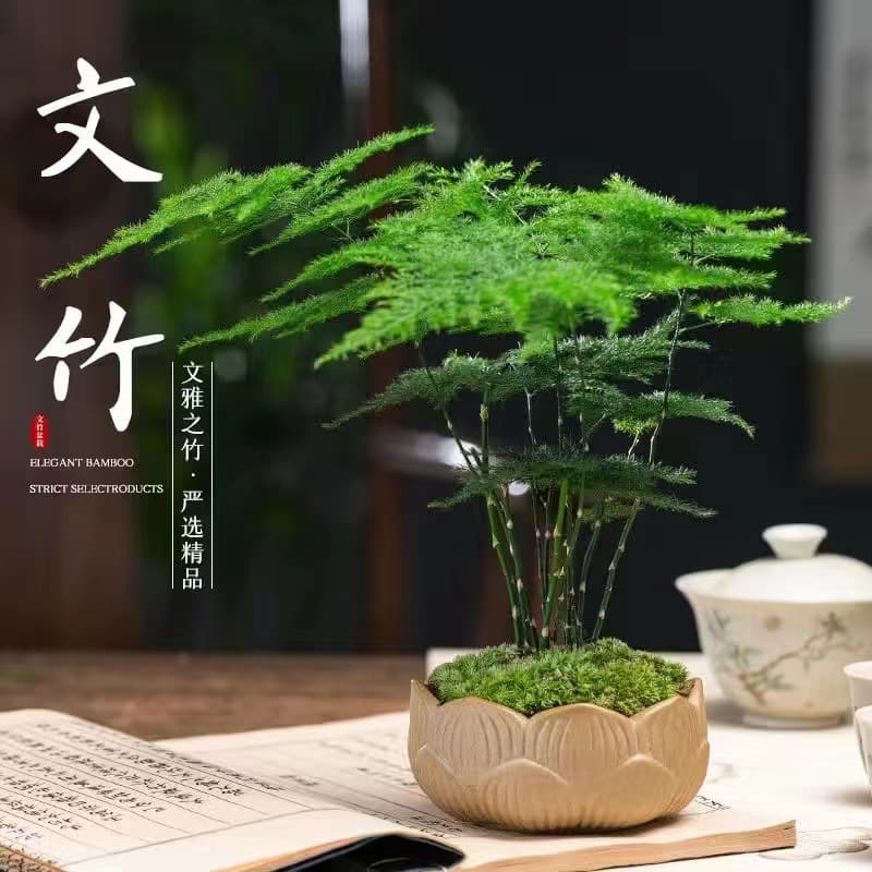 Asparagus potted indoor flower plants living room absorbs a certain aldehyde bonsai desk table evergreen small green plants easy to maintain 10