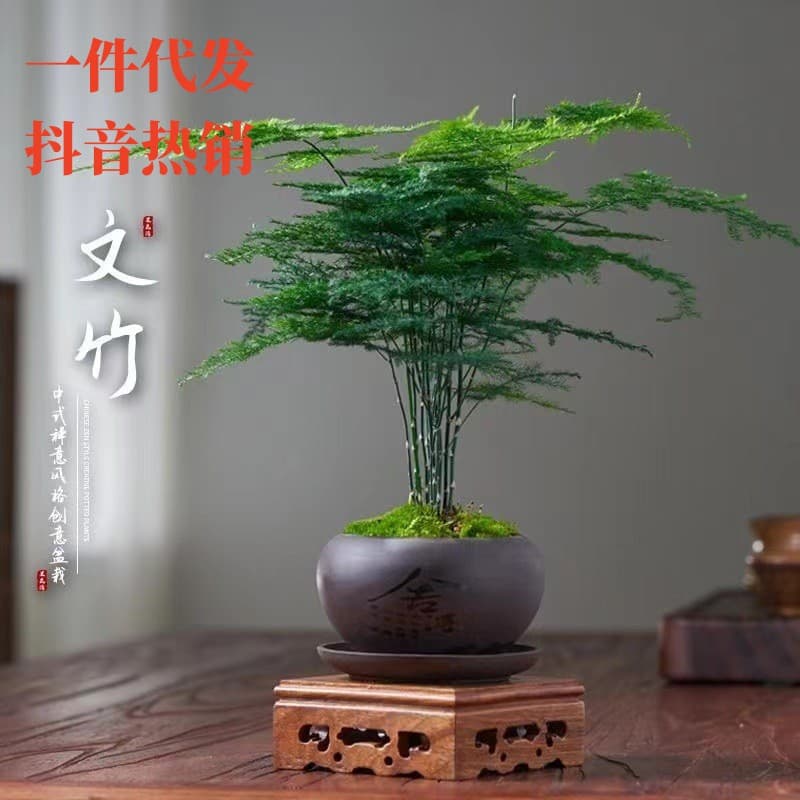 Asparagus potted indoor flower plants living room absorbs a certain aldehyde bonsai desk table evergreen small green plants easy to maintain 1