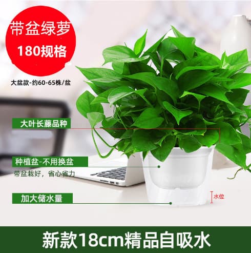 Pothos hydroponic indoor formaldehyde-absorbing green plant hydroponic plant long vine spider plant evolution air potted potted plant wholesale 7
