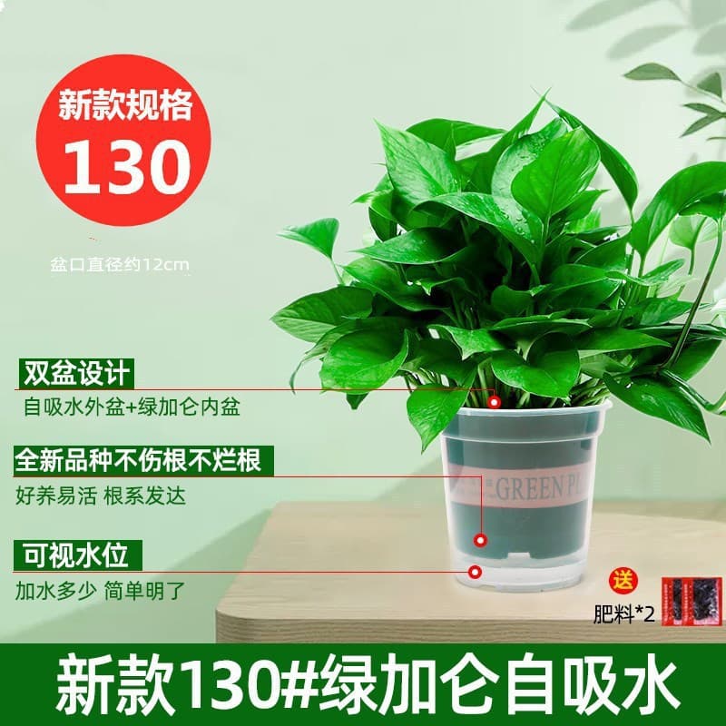 Pothos hydroponic indoor formaldehyde-absorbing green plant hydroponic plant long vine spider plant evolution air potted potted plant wholesale 8