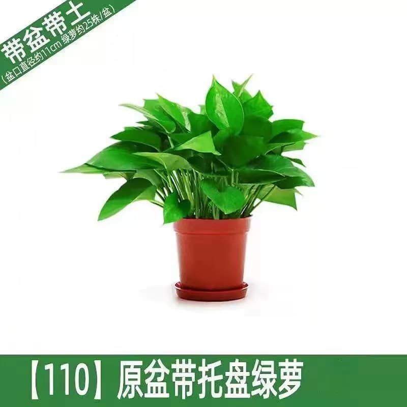 Pothos hydroponic indoor formaldehyde-absorbing green plant hydroponic plant long vine spider plant evolution air potted potted plant wholesale 10