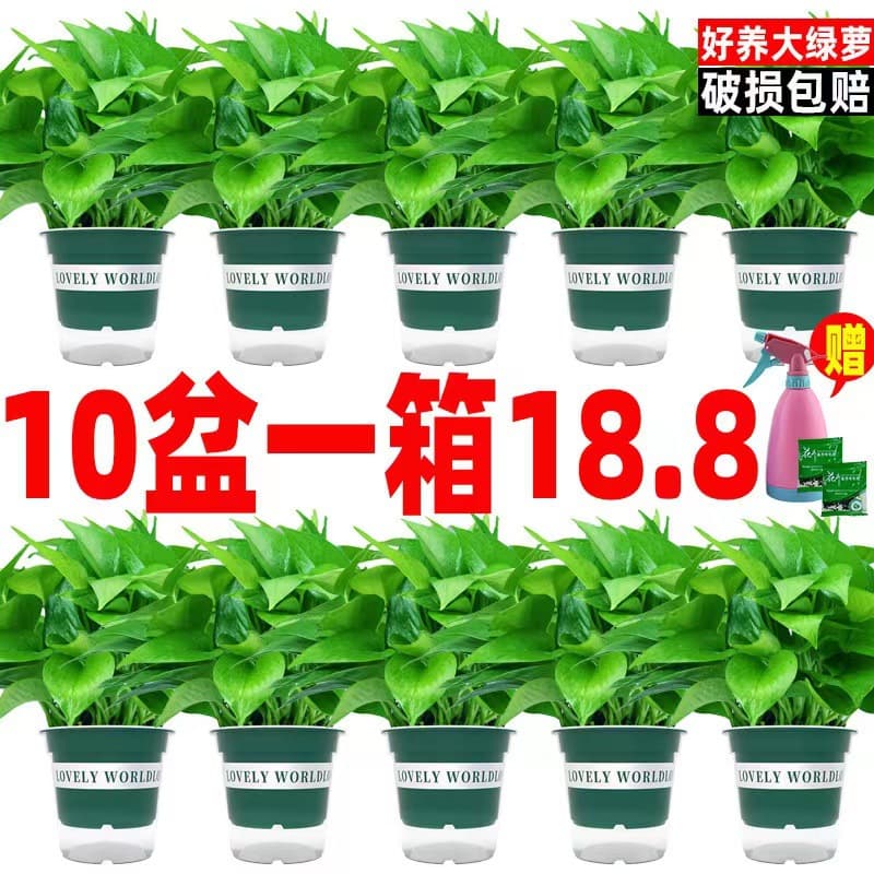 Pothos hydroponic indoor formaldehyde-absorbing green plant hydroponic plant long vine spider plant evolution air potted potted plant wholesale 1