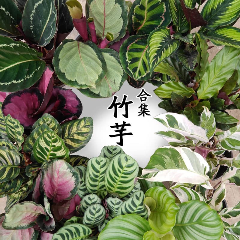 Banxi Arrowhead series white oil painting Arrowroot ins Nordic style shade-tolerant indoor foliage green plants flower potted plants 2