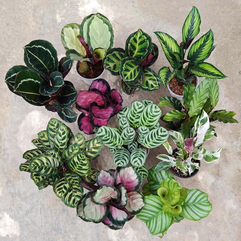 Banxi Arrowhead series white oil painting Arrowroot ins Nordic style shade-tolerant indoor foliage green plants flower potted plants 3