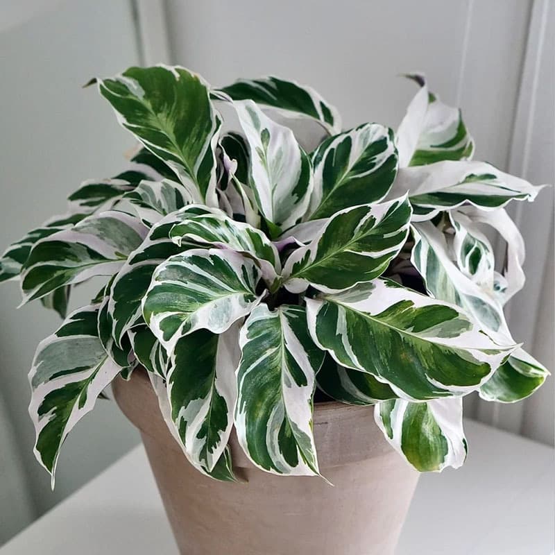 Banxi Arrowhead series white oil painting Arrowroot ins Nordic style shade-tolerant indoor foliage green plants flower potted plants 4