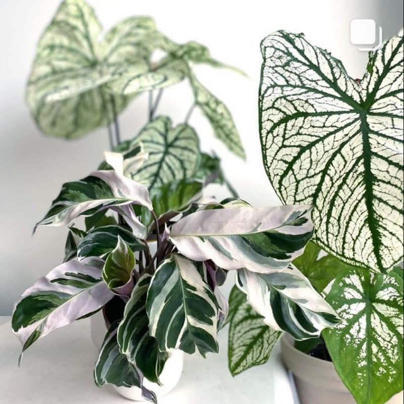 Banxi Arrowhead series white oil painting Arrowroot ins Nordic style shade-tolerant indoor foliage green plants flower potted plants 5