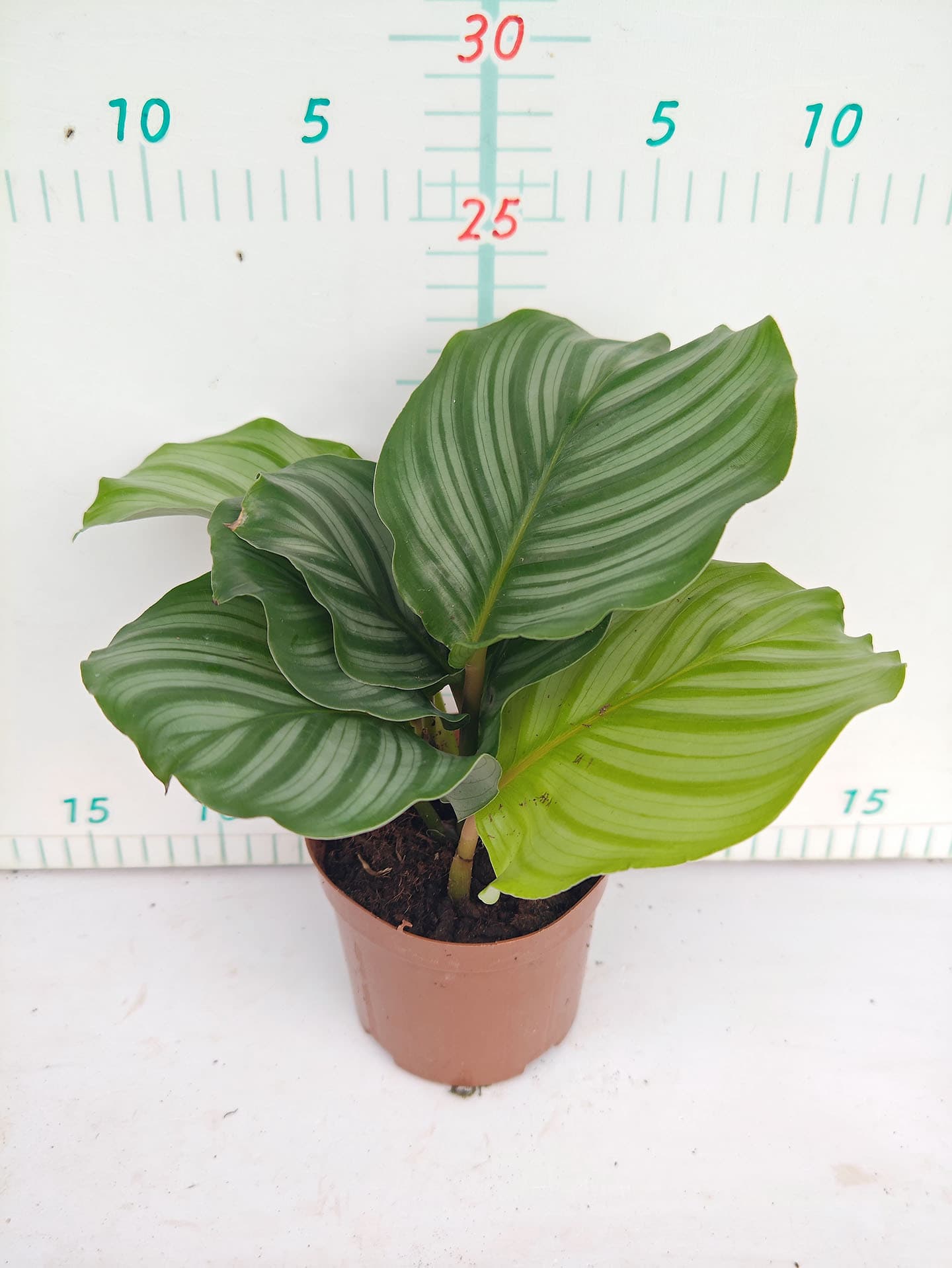 Banxi Arrowhead series white oil painting Arrowroot ins Nordic style shade-tolerant indoor foliage green plants flower potted plants 7