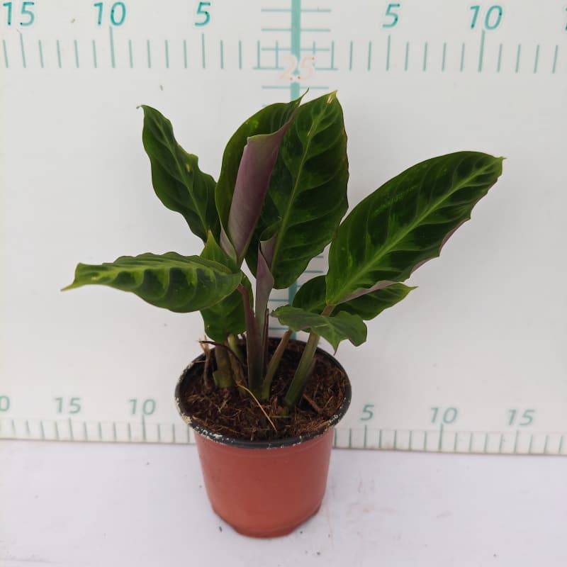 Banxi Arrowhead series white oil painting Arrowroot ins Nordic style shade-tolerant indoor foliage green plants flower potted plants 8