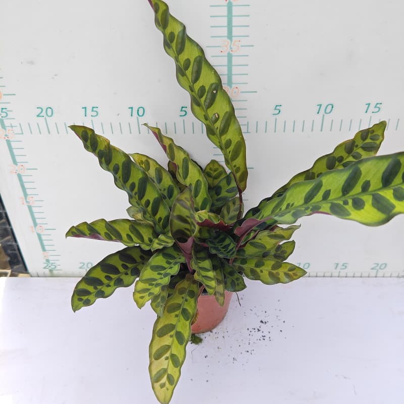 Banxi Arrowhead series white oil painting Arrowroot ins Nordic style shade-tolerant indoor foliage green plants flower potted plants 9