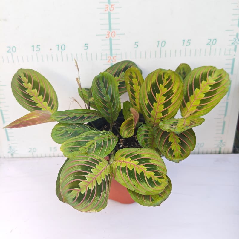 Banxi Arrowhead series white oil painting Arrowroot ins Nordic style shade-tolerant indoor foliage green plants flower potted plants 10