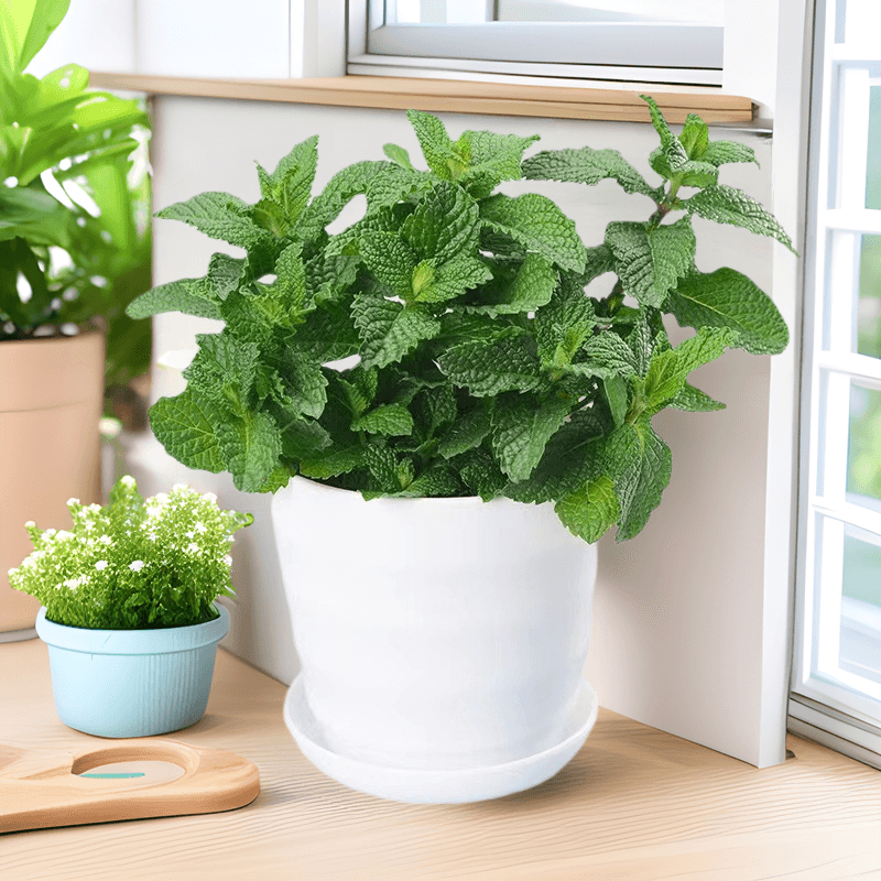 Potted mint plants are edible, fresh mint leaves are potted plants, and herbal tea can be used as cold drinks. Good indoor plants. 1