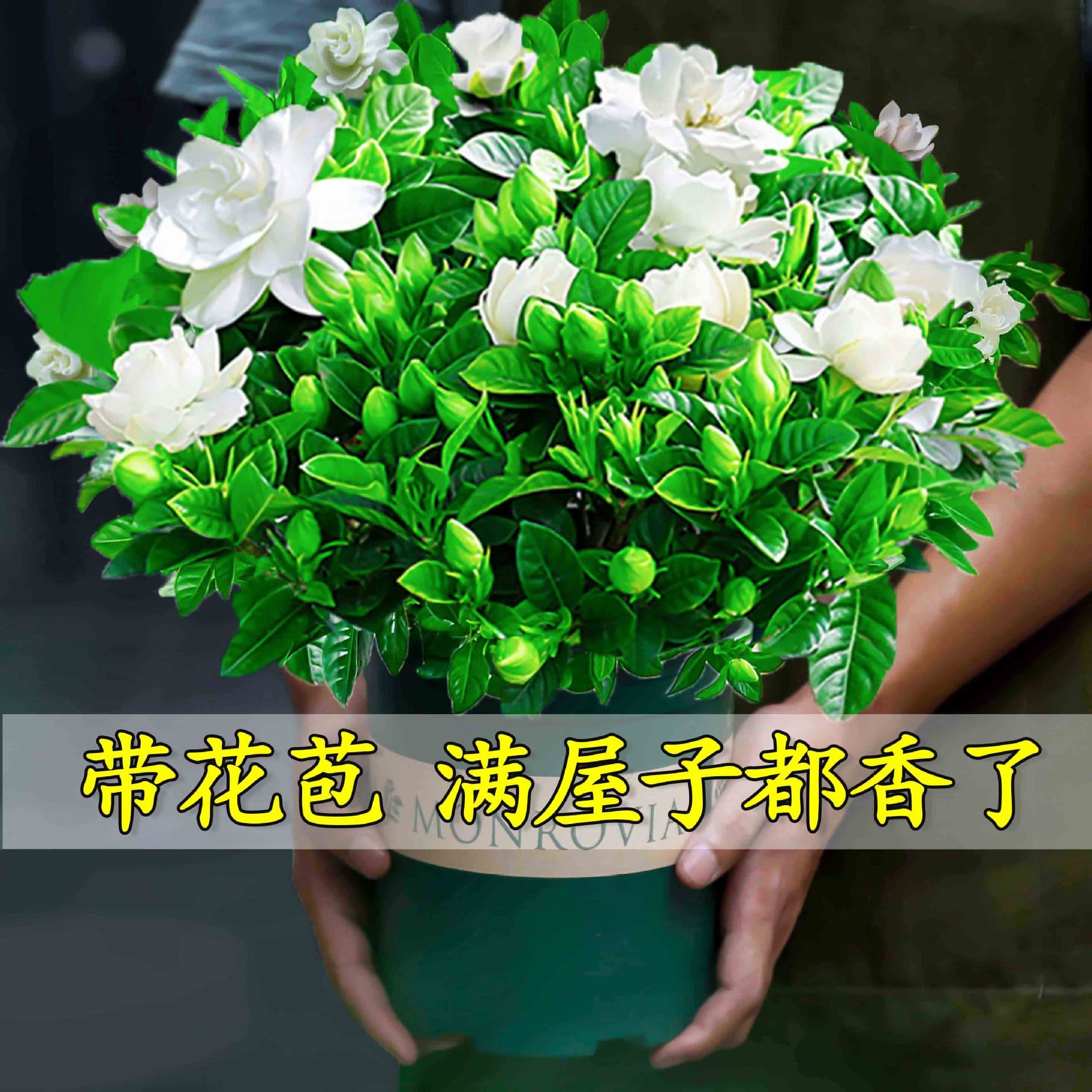 Gardenia potted flower plant indoor with buds, balcony hydroponic green plant, strong-scented large sapling, easy to grow in all seasons 2