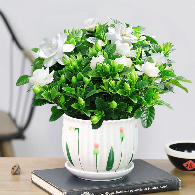 Gardenia potted flower plant indoor with buds, balcony hydroponic green plant, strong-scented large sapling, easy to grow in all seasons 5