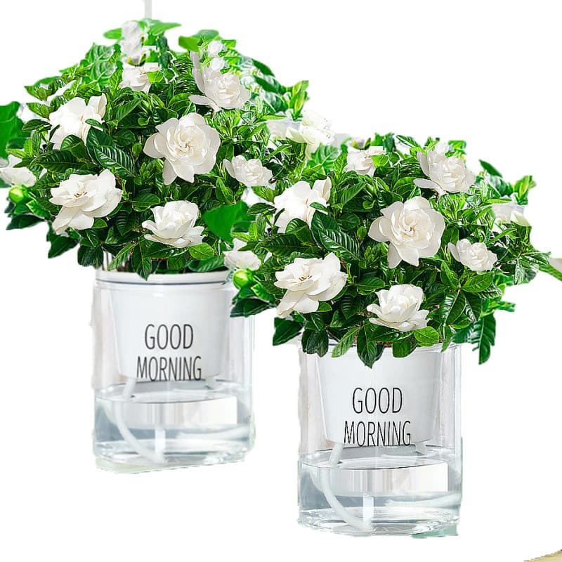 Gardenia potted flower plant indoor with buds, balcony hydroponic green plant, strong-scented large sapling, easy to grow in all seasons 6