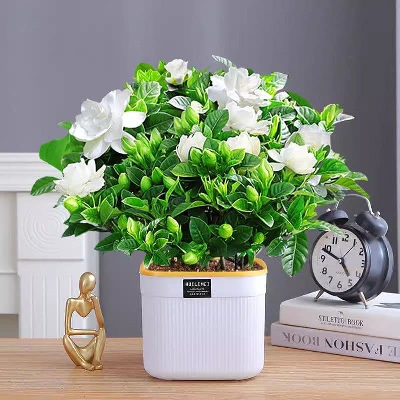 Gardenia potted flower plant indoor with buds, balcony hydroponic green plant, strong-scented large sapling, easy to grow in all seasons 7