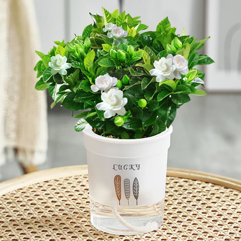 Gardenia potted flower plant indoor with buds, balcony hydroponic green plant, strong-scented large sapling, easy to grow in all seasons 8