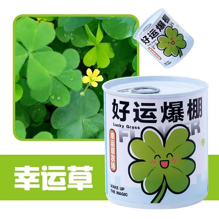 School opening gift blind box potted kindergarten gift indoor planting flower seeds student desktop green plant potted plant 5