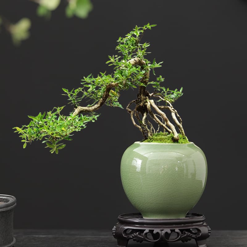 Chinese-style snow flower pot ceramic small diameter indoor easy-to-grow green plant flower pot office tea table creative ornaments tea room 1