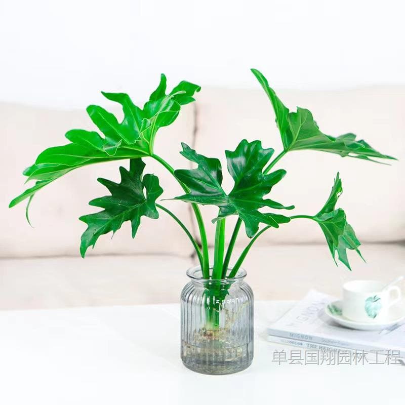 Spring Rain and Spring Feather potted hydroponic plants office desktop absorbs formaldehyde to purify the air Monstera deliciosa water-cultured green plants 6