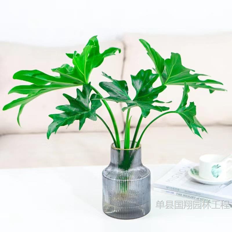 Spring Rain and Spring Feather potted hydroponic plants office desktop absorbs formaldehyde to purify the air Monstera deliciosa water-cultured green plants 7
