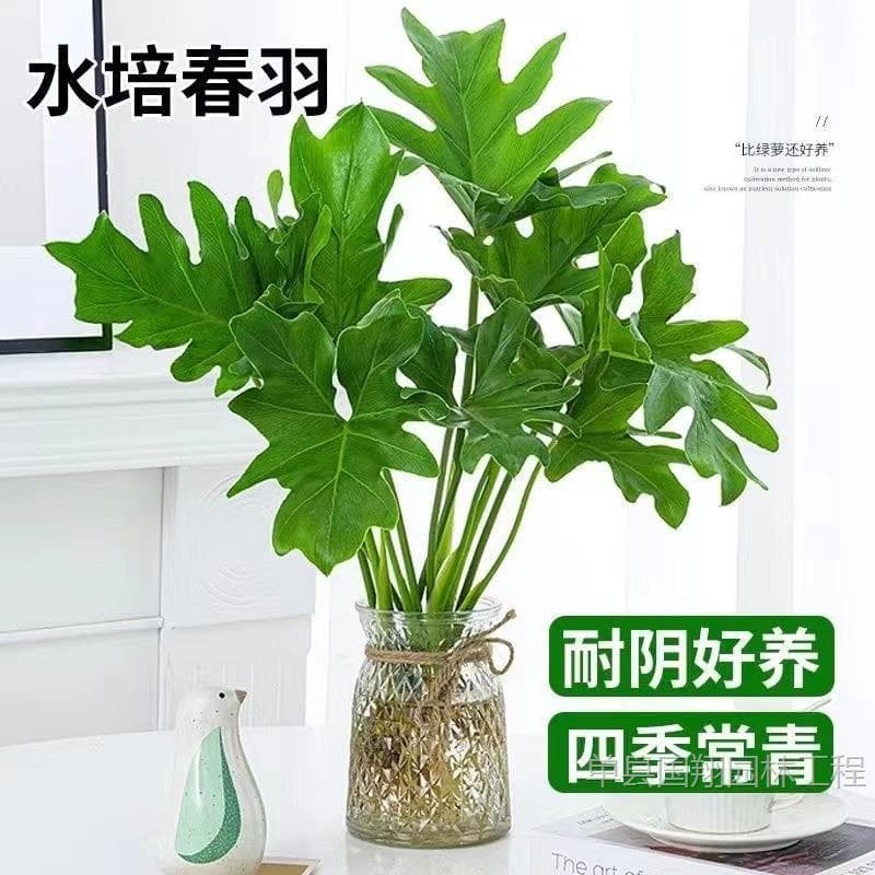 Spring Rain and Spring Feather potted hydroponic plants office desktop absorbs formaldehyde to purify the air Monstera deliciosa water-cultured green plants 1