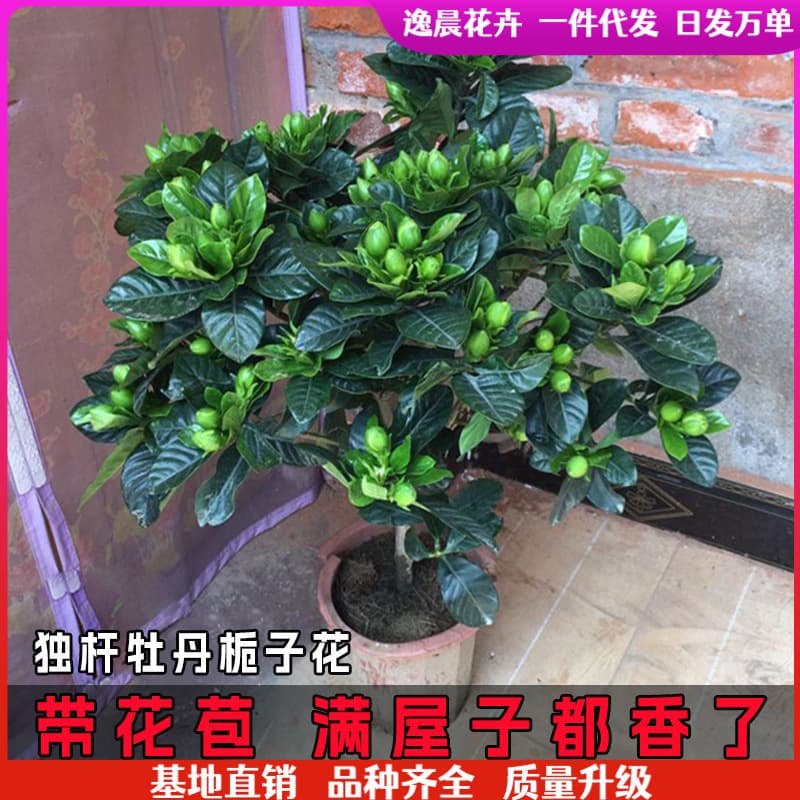 Gardenia potted flower plant indoor with buds, balcony hydroponic green plant, strong-scented large sapling, easy to grow in all seasons 2
