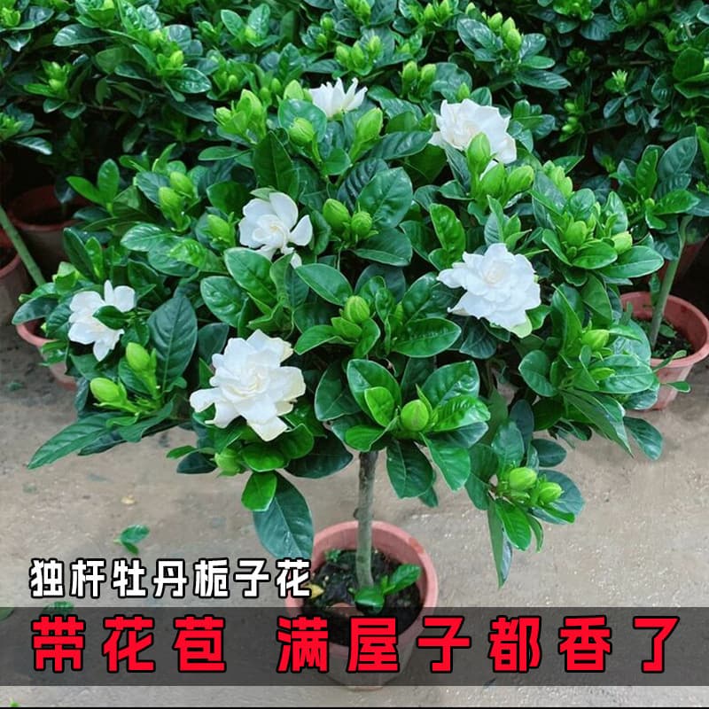 Gardenia potted flower plant indoor with buds, balcony hydroponic green plant, strong-scented large sapling, easy to grow in all seasons 3