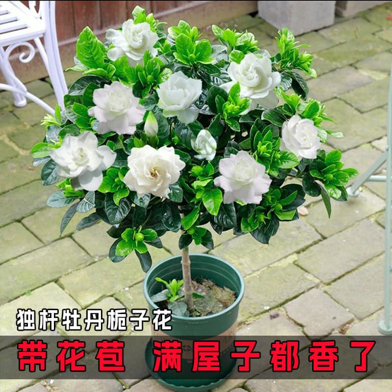 Gardenia potted flower plant indoor with buds, balcony hydroponic green plant, strong-scented large sapling, easy to grow in all seasons 4