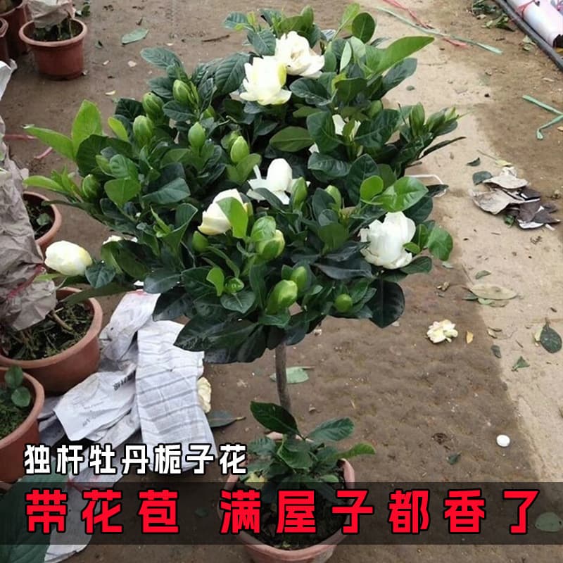 Gardenia potted flower plant indoor with buds, balcony hydroponic green plant, strong-scented large sapling, easy to grow in all seasons 5