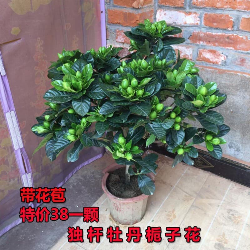 Gardenia potted flower plant indoor with buds, balcony hydroponic green plant, strong-scented large sapling, easy to grow in all seasons 8