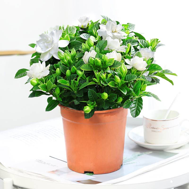 Gardenia potted flower plant indoor with buds, balcony hydroponic green plant, strong-scented large sapling, easy to grow in all seasons 9