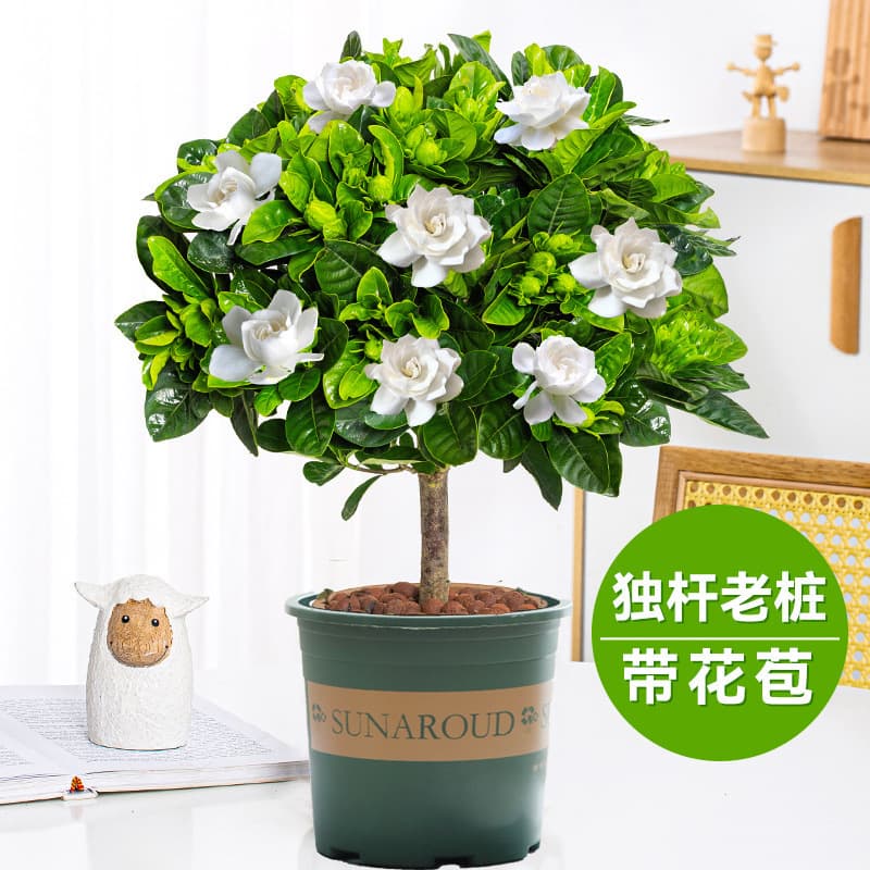 Gardenia potted flower plant indoor with buds, balcony hydroponic green plant, strong-scented large sapling, easy to grow in all seasons 10