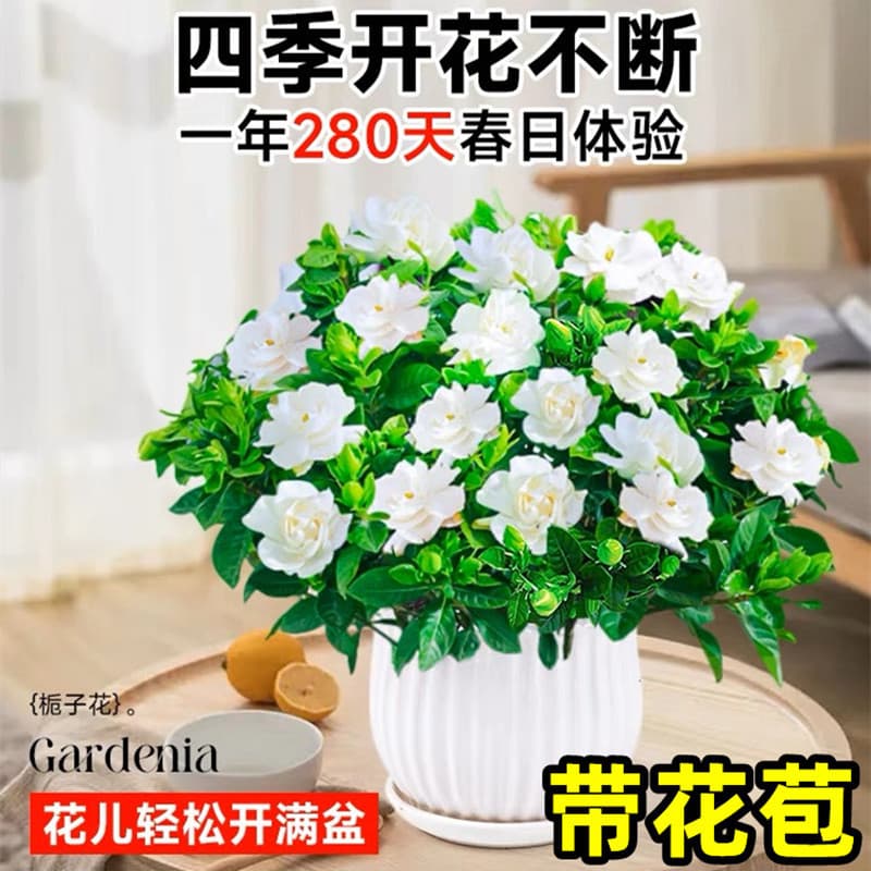 One-piece gardenia potted flower plant indoor green radish basket balcony hydroponic green plant jasmine good for all seasons 3