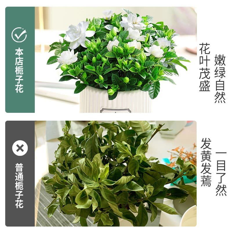 One-piece gardenia potted flower plant indoor green radish basket balcony hydroponic green plant jasmine good for all seasons 5