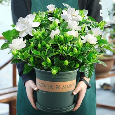 One-piece gardenia potted flower plant indoor green radish basket balcony hydroponic green plant jasmine good for all seasons 7