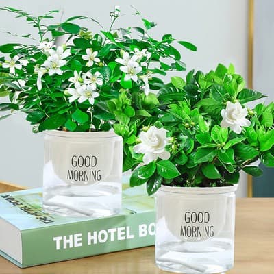 One-piece gardenia potted flower plant indoor green radish basket balcony hydroponic green plant jasmine good for all seasons 8